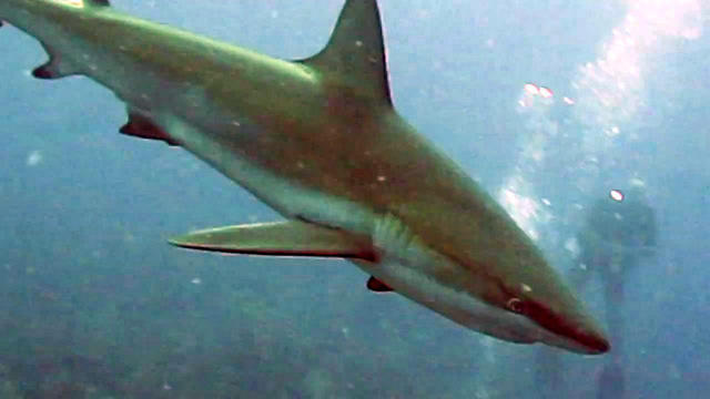 Iace Diving Club - Dive Center in Puerto Rico