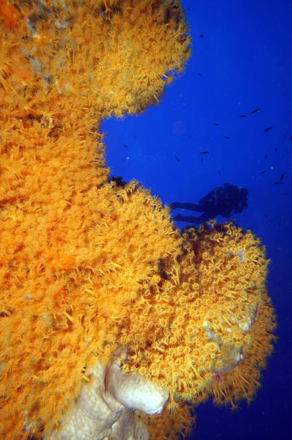 Capraia Diving Service - Dive Center in Italy