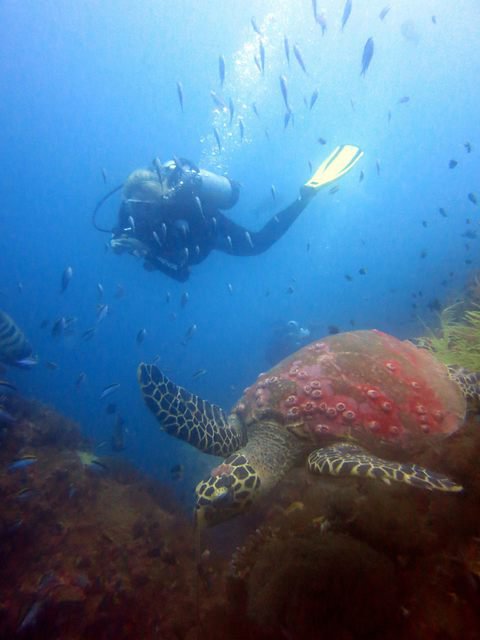 Yongala Dive Pty Ltd - Dive Center in Australia