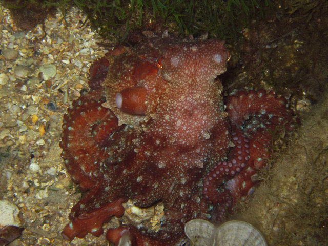 Aquanau / Underwater Adventures - Dive Center in Spain
