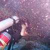 Picture taken during the dive