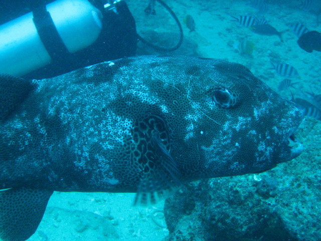 Aqua Trek Beqa - Dive Center