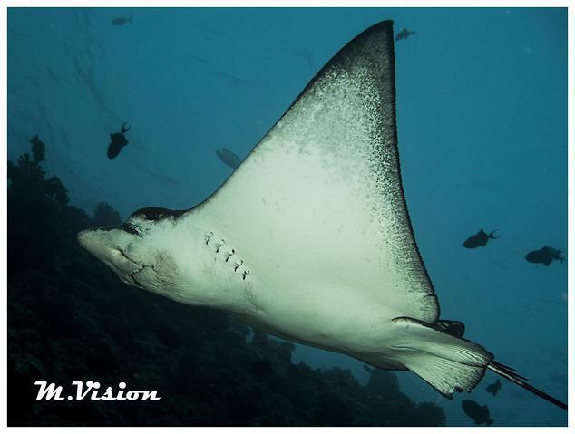 Diving in Male, Maldives - By Max