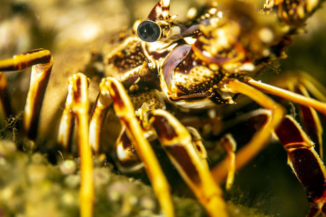 Diving in Portugal, Fonte da Telha - By Luís Cruz