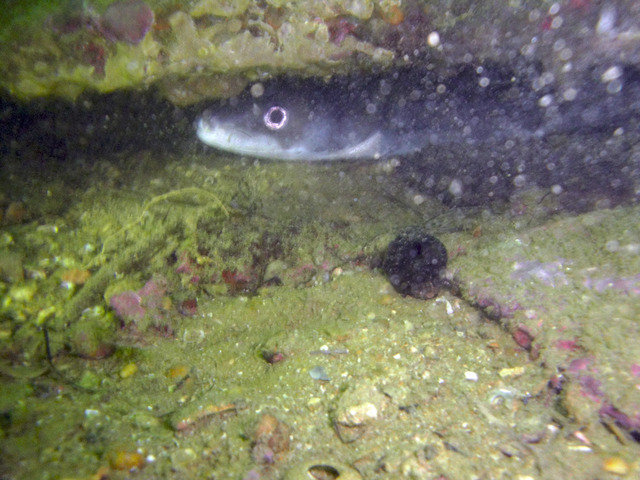 UDIVING, Unipessoal, Lda. - Dive Center in Portugal