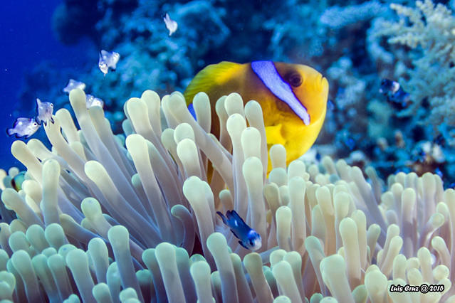 Diving in Egypt, Sharm El Sheikh - By Luís Cruz