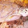 Picture taken during the dive