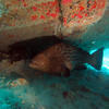 Picture taken during the dive