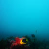 Picture taken during the dive