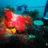 Picture taken during the dive