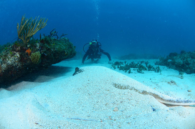 Diving in Sint Maarten, Great Bay - By Harold Leighton Saberon
