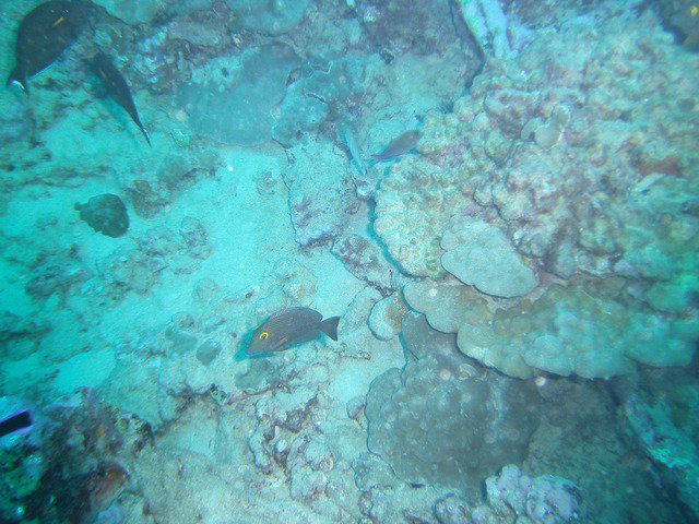 Sea Lancers Diving Club - Dive Center in United States