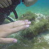 Picture taken during the dive