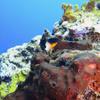 Picture taken during the dive