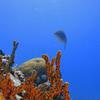 Picture taken during the dive