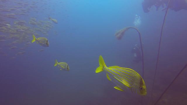 Pé De Pato - Dive Center in Brazil