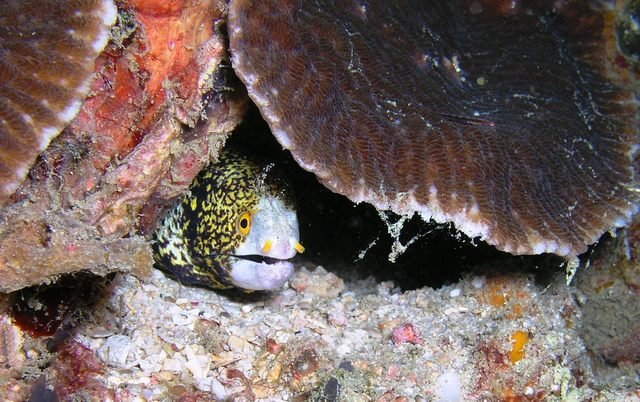 Dive VIP - Dive Center in Philippines
