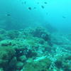 Picture taken during the dive
