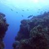 Picture taken during the dive
