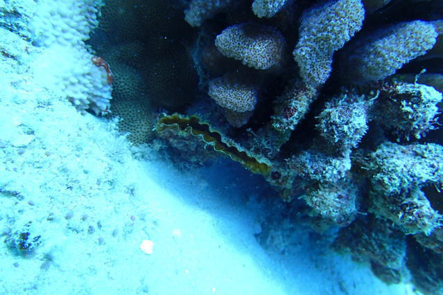 Hawaiian Diving Adventures - Dive Center in United States