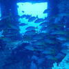 Picture taken during the dive