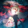 Picture taken during the dive