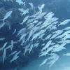 Picture taken during the dive