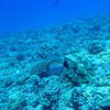Picture taken during the dive