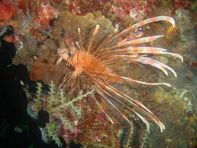 Extreme Adventures - Dive Center