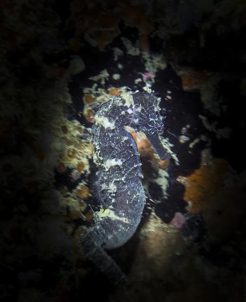 Fun & Sun Development Corp. - Dive Center