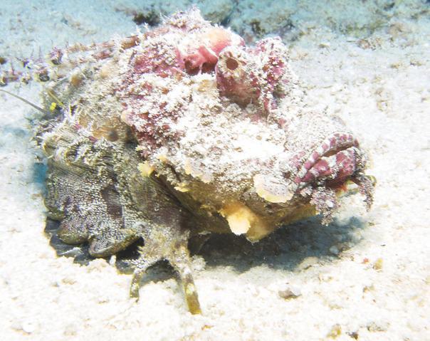 The Zanzibar Dive Centre, One Ocean,Ltd. - Dive Center in Tanzania