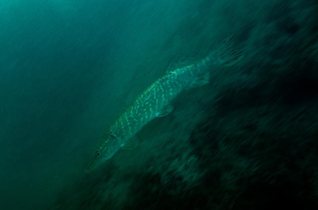 Profil Plongee - Dive Center in 法国