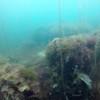 Picture taken during the dive