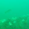 Picture taken during the dive
