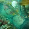 Picture taken during the dive