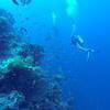 Picture taken during the dive