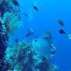 Picture taken during the dive