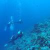 Picture taken during the dive