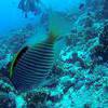Picture taken during the dive