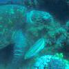 Picture taken during the dive