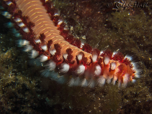 Nautilus - Dive Center
