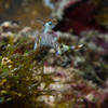 Picture taken during the dive