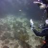 Picture taken during the dive
