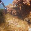 Picture taken during the dive