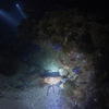 Picture taken during the dive