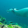 Picture taken during the dive
