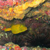 Picture taken during the dive