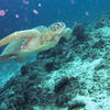 Picture taken during the dive