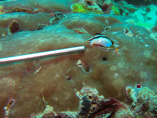 Borneo Divers & Sea Sports-Sabah - Dive Center in Malaisie