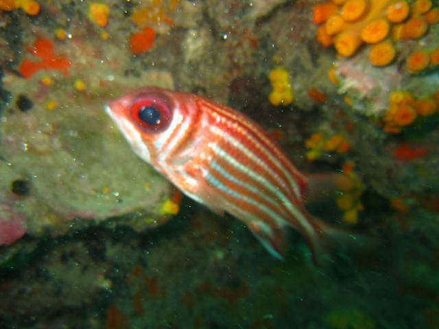 Sail Rock Divers - Dive Center